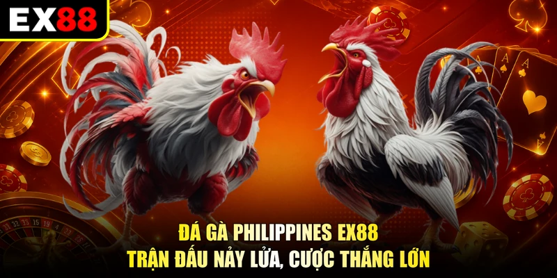 Đá Gà Philippines EX88 - Trận Đấu Nảy Lửa, Cược Thắng Lớn