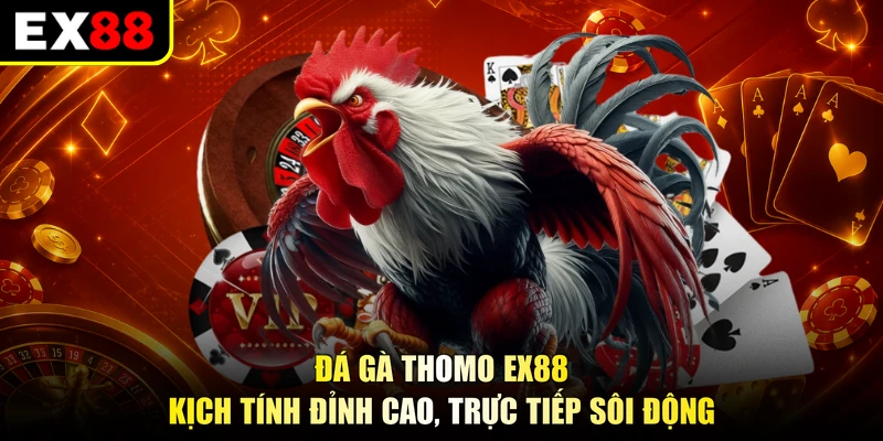 Đá Gà Thomo EX88 - Kịch Tính Đỉnh Cao, Trực Tiếp Sôi Động