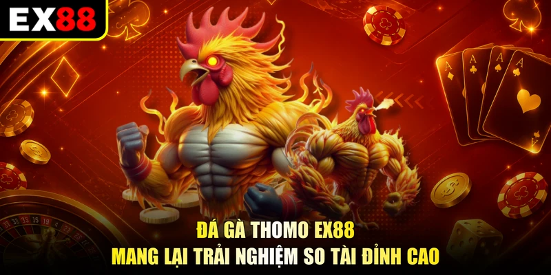 Đá gà Thomo EX88 mang lại trải nghiệm so tài đỉnh cao
